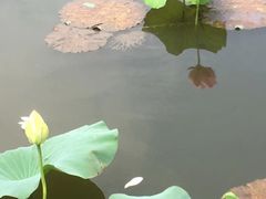 -荷塘月色湿地公园·向阳花洲
