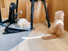 -CAT’S MEWSTAR CAFE·喵星球猫屋(晴湾咖啡店)
