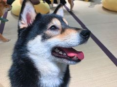 -逗柴咖啡屋·狗咖猫咖宠物桌游
