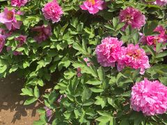 -燕郊植物园