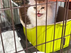 -1013 PET SHOP 宠物商店(近铁城市广场店)