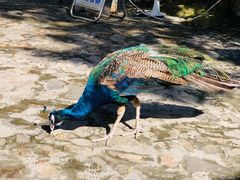 -燕塞湖鸟语林景区