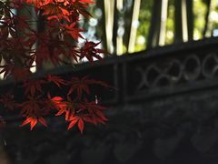 -秋霞圃