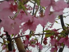-天适樱花悠乐园