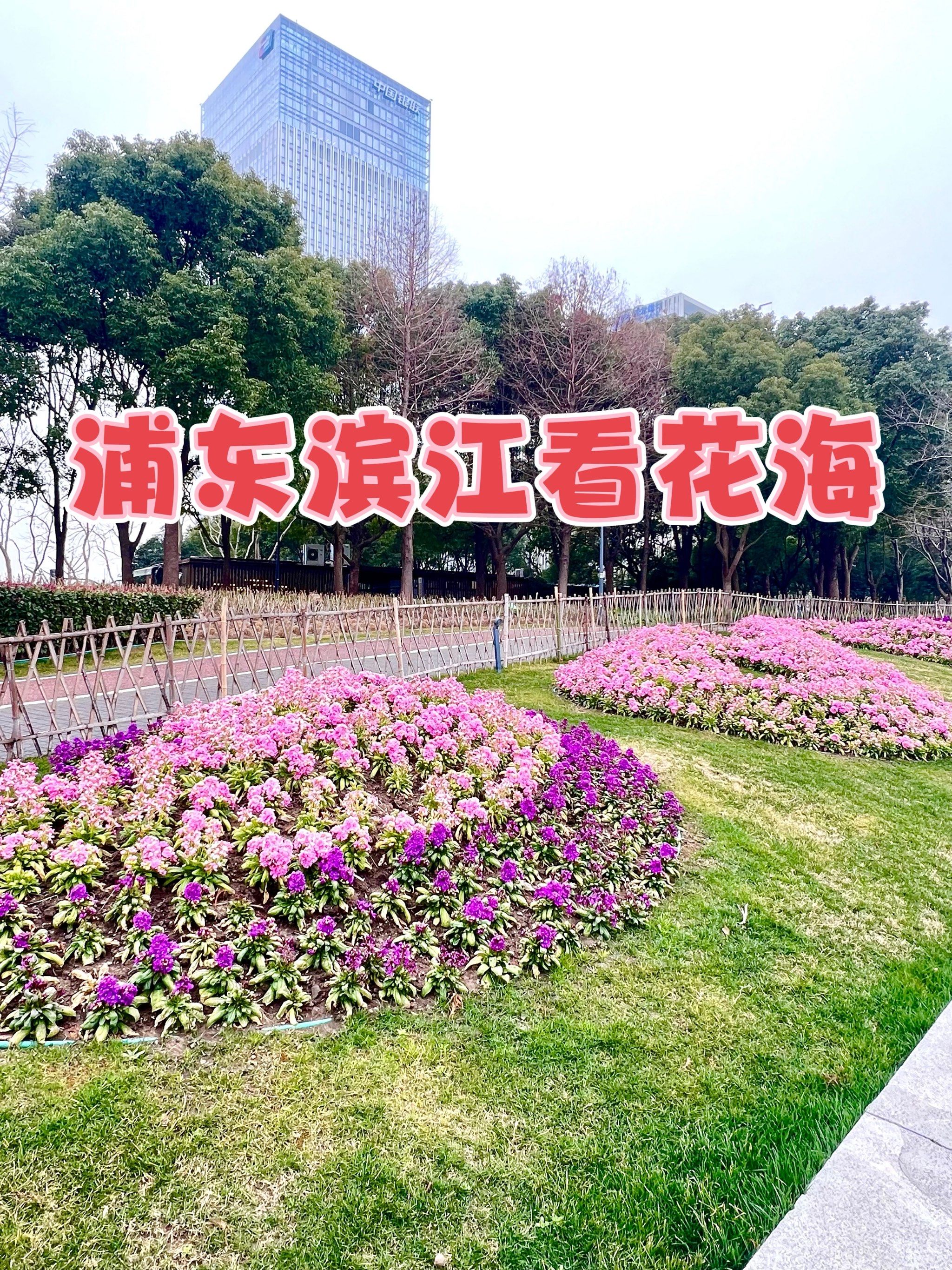 周末放松好去处✅白莲泾公园第一波花开啦‼️