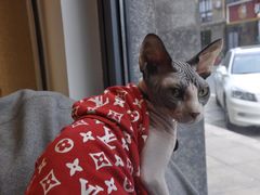 -啵啵喵·猫咖(攀华国际店)