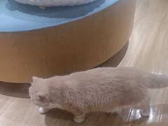 -滚猫咖啡·猫咖·猫友好撸猫(未来城店)