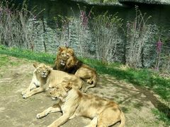 -北京野生动物园