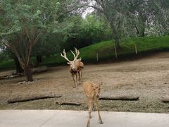 -北京野生动物园