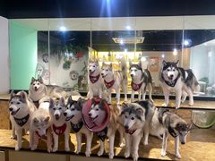 -Husky Go! 哈士奇体验馆·宠物咖啡厅狗咖