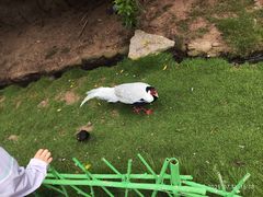 -西霞口神雕山野生动物世界