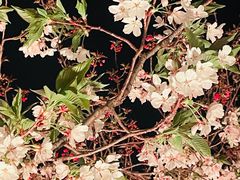 -西北湖绿化广场