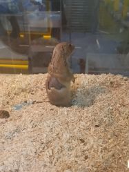 -神奇动物撸宠馆·羊驼·小浣熊·异宠(豫园店)