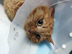 -纳吉亚猫专科动物医院博雅分院