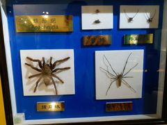 -上海昆虫博物馆