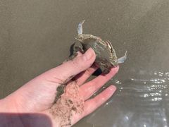-南汇新城海滩