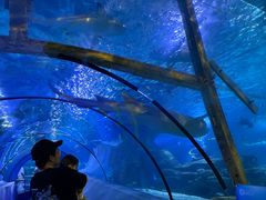 -太平洋海底世界