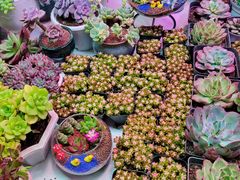-花鸟鱼虫鲜花绿植市场(玉泉路店)
