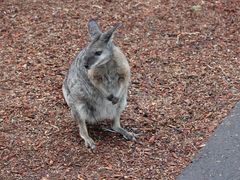 -费瑟代尔野生动物园