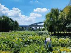 -荷塘月色湿地公园·向阳花洲