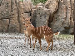 -北京野生动物园
