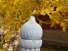 -大觉寺-停车场