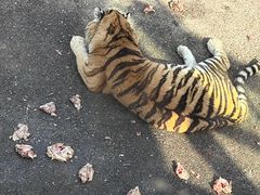 -大连森林动物园