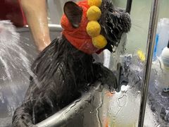 -PETKIT小佩宠物(昭化店)