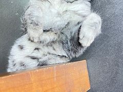 -老北京褡裢火烧·任记