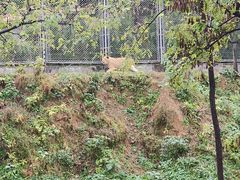 -石家庄市动物园