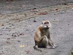 -武吉知马自然保护区