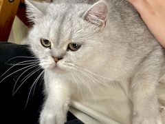 -豆逗聊愈猫阁Easy Life