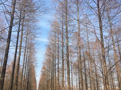 -黄海国家森林公园