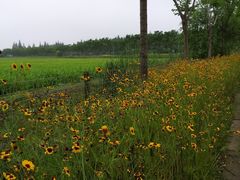 -上海长兴岛郊野公园