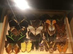 -墨尔本博物馆(Melbourne Museum)