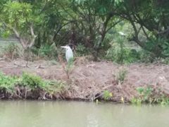 -大湾区中央湿地公园