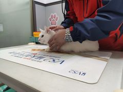 -伟伟宠物医院·瑞派猫友好医院·猫科(光谷店)