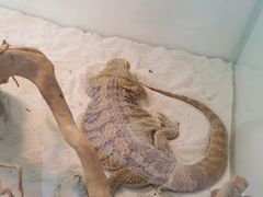 -喵园·猫主题咖啡厅·撸猫·猫咖(国贸店)