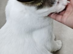 -佳雯宠物医院·皮肤科·内外科(春晓路分院)