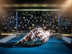 -青岛贝壳博物馆