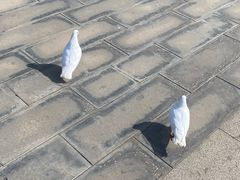 -天津妈祖文化园