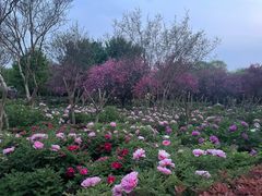 -洛阳市隋唐城遗址植物园