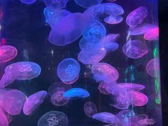 -泉城欧乐堡海洋极地世界