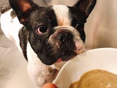 -PETKIT小佩宠物(古北店)