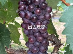 -尚果生态采摘园