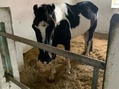 -松声马术俱乐部