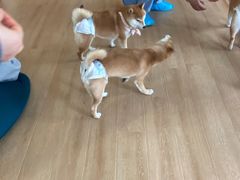 -南京Hallo宠物乐园·哈罗犬舍·柴犬繁育基地