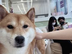 -怪兽屋·羊驼·猫咖·狗咖(俊华广场店)