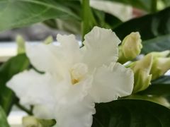 -溪岸路花鸟市场