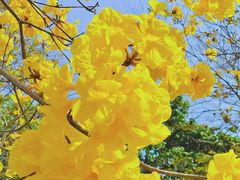 -天适樱花悠乐园